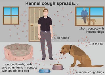 How Long Should I Quarantine My Dog With Kennel Cough