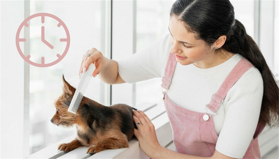 How Long to Groom a Dog? Expert Guidelines and Tips