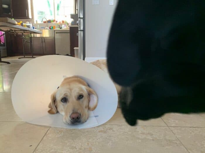 How Long To Keep A Cone On A Dog After Neuter