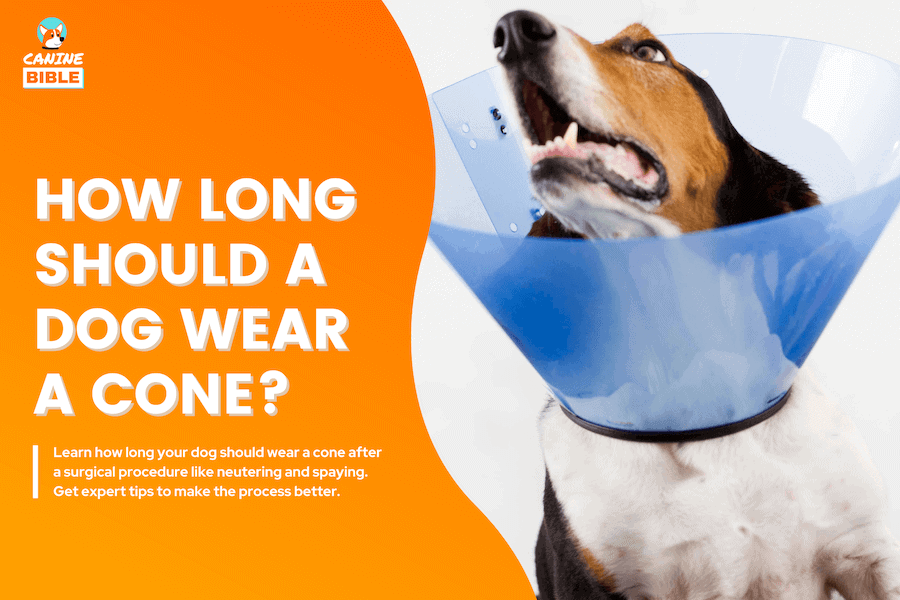 How Long To Keep A Cone On A Dog After Neuter? Pet Health Guide