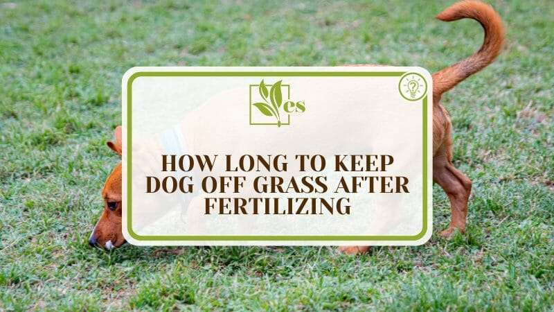 How Long To Keep A Dog Off Grass After Fertilizing
