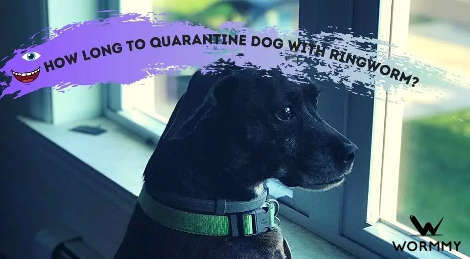 How Long To Quarantine A Dog With Ringworm 1