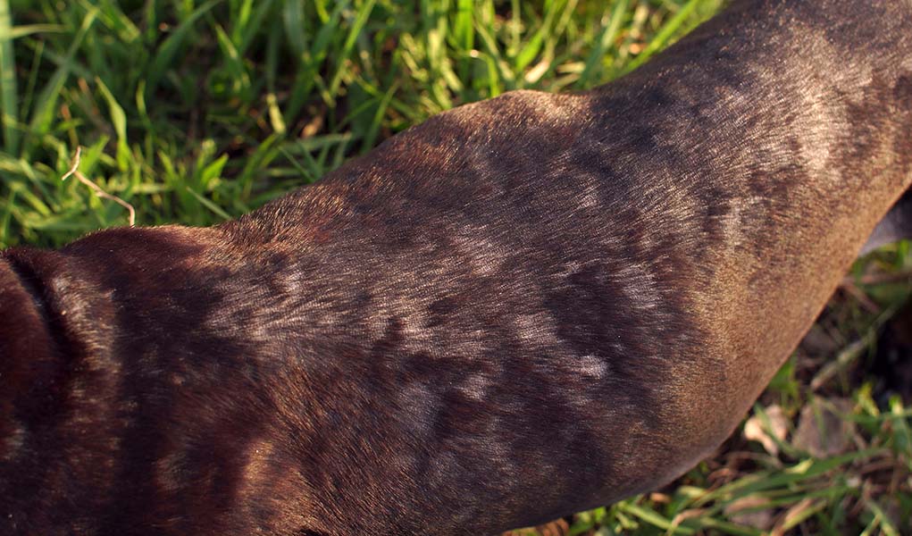How Long To Quarantine A Dog With Ringworm