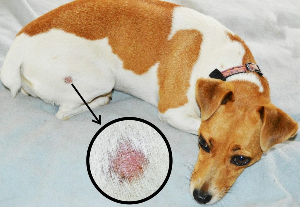 How Long To Quarantine A Dog With Ringworm