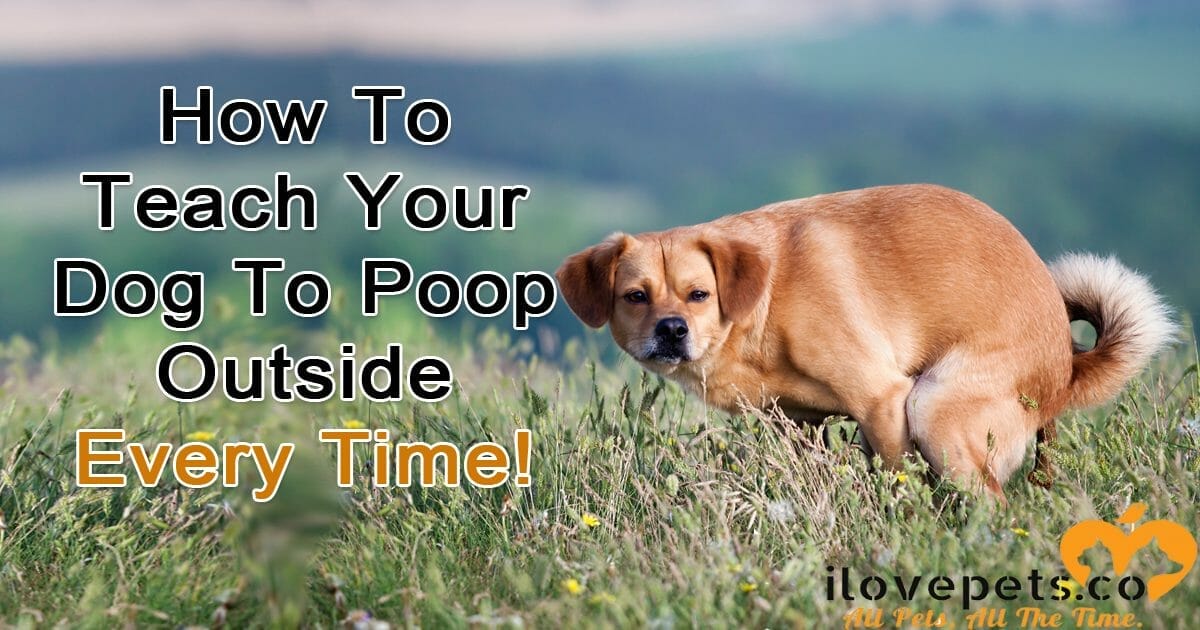 How Long To Wait For A Dog To Poop 1 1