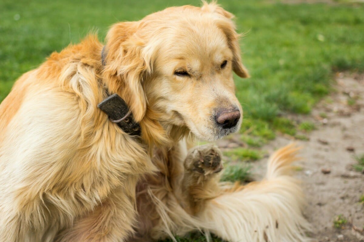 How Long Will My Dog Itch After Flea Treatment? Relief Duration Explained