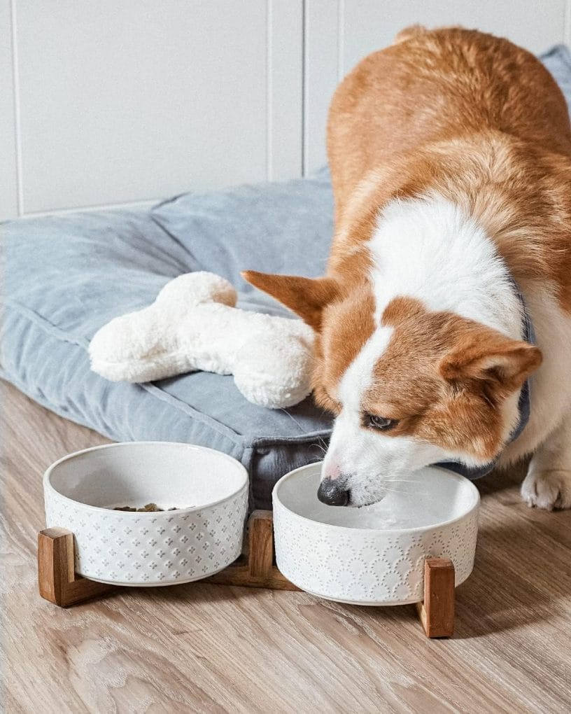 LE TAUCI Dog Bowls Ceramic, Dog Bowl Set with Acacia Wood Stand, 3 Cups Dog Food and Water Bowl for Small Medium Sized, Weighted Dog Dishes, Pet Bowls