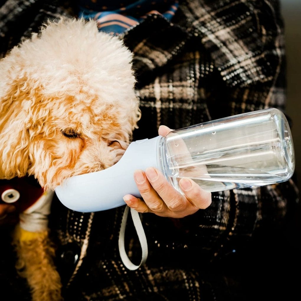 Mr. Pen- Large Dog Water Bottle, 19oz, Blue, Dog Water Bowl Dispenser, Water Dispenser for Dogs, Portable Dog Water Bottle, Water Bottle for Dogs, Pet Water Bottle, Dog Travel Water Bottle.